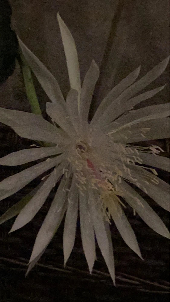 1 Cutting of Queen of the Night EPIPHYLLUM OXYPETALUM CACTUS 4-12Ó BOGO Free Flowering Plants