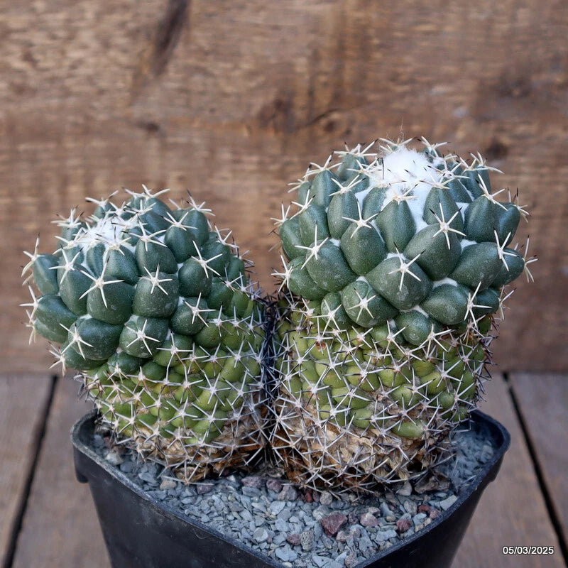 D1175 CORYPHANTHA MAIZ-TABLASENSIS pot10-H12-W16 cm MaMa Cactus Green Plant