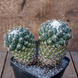 D1175 CORYPHANTHA MAIZ-TABLASENSIS pot10-H12-W16 cm MaMa Cactus Green Plant