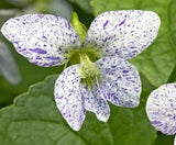 15 Freckled Blue Violet Seeds ~ Viola sororia ~ Native *Free US Shipping* Garden Plants