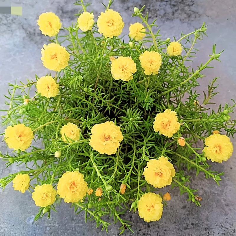 100 YELLOW PORTULACA Grandiflora / MOSS ROSE Gold Flower Seeds *Comb S/H Roses