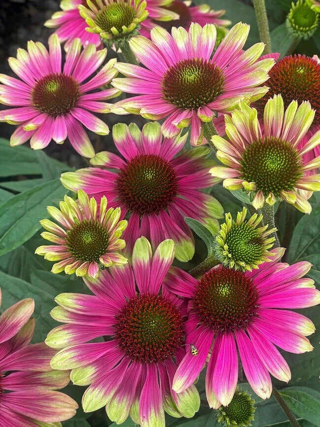 200+ Sweet Sandia Coneflower Daisy Seeds for Garden - USA - FREE SHIPPING! Garden Plants