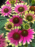 200+ Sweet Sandia Coneflower Daisy Seeds for Garden - USA - FREE SHIPPING! Garden Plants