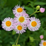 Daisy Fleabane White Erigeron Annuus (50) Seeds NC Spring 2025 Flowering Plants