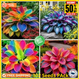 302 Rainbow Hosta Seeds Rare Colorful Perennial Shade Garden Plant Free Shipping Green Plant