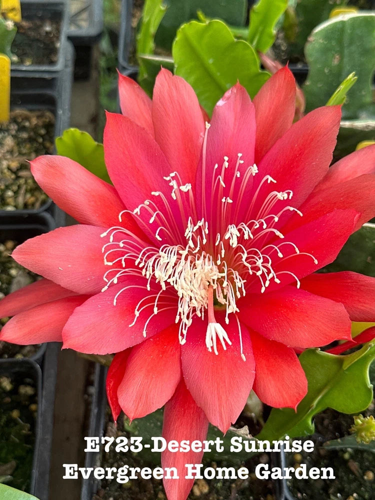 Red epiphyllum orchid cactus flower with white stamens on green pads