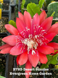 Rooted Epiphyllum Orchid Cactus ÒDesert SunriseÓ Growing In 4Ó Starter pot. Orchids