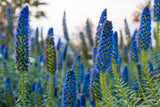 40 Blue PRIDE OF MADEIRA Echium Candicans Fastuosum Nectar Flower Seeds Flowering Plants