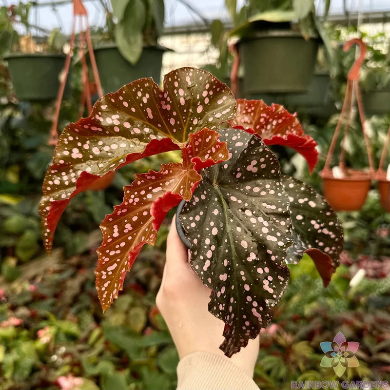 25+ Cracklin Rosie Begonia Seeds for Garden Planting - USA - FREE SHIPPING! Garden Plants