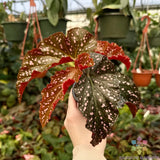 25+ Cracklin Rosie Begonia Seeds for Garden Planting - USA - FREE SHIPPING! Garden Plants