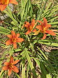 6 Daylilles Lily  Rhizomes Bulbs  Perennial Orange Flowers Bare Root Plant Lily