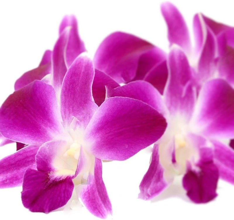 Purple dendrobium orchid blossoms, close-up cluster