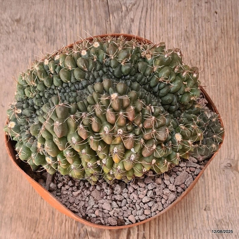 D5911 GYMNOCALYCIUM BALDIANUM CRESTED pot14-H9-W15 cm MaMa Cactus Green Plant