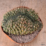 D5911 GYMNOCALYCIUM BALDIANUM CRESTED pot14-H9-W15 cm MaMa Cactus Green Plant