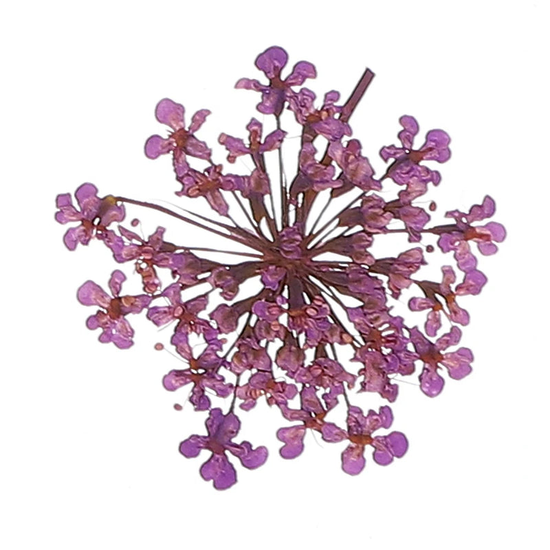 Purple dried pressed flowers with thin stems, for DIY crafts