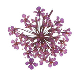 24Pcs Dried Pressed Flowers, Lace Flowers for DIY Making, Purple Dried Flower