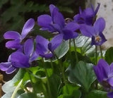 30+ Queen Charlotte Viola Flower Seeds Long Lasting Annual Flowering Plants