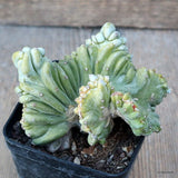 D1494 MYRTILLOCACTUS GEOMETRIZANS STRICTUS pot8-H8-W11 cm MaMa Cactus Green Plant