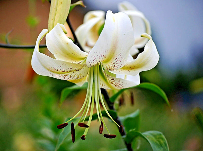 20 SILVER  SCHEHERAZADE LILY SEEDS - Lilium 'Silver Scheherazade' Flowering Plants