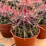 5'' Ferocactus Pilosus, Live Cactus Plants,Rare Plants Flowering Plants