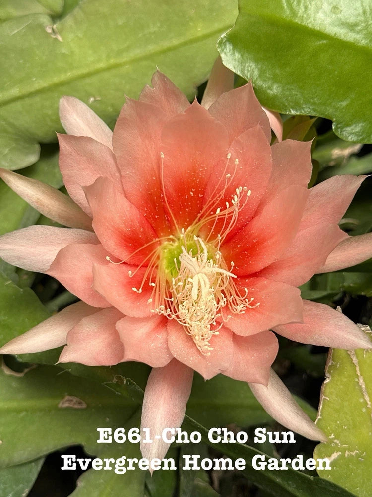 Coral orchid cactus flower with white stamens on green leaves