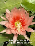 Rooted Epiphyllum Orchid Cactus ÒCho Cho SunÓ Growing In 4Ó Starter Pot. Orchids