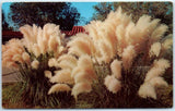 Postcard - Pampas Grass Pampas Grass