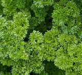 PARSLEY SEEDS 500+ MOSS CURLED Herb Garden CULINARY spice FREE SHIPPING Garden Plants