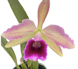 Cattleya Orchid Pacavia (tenebrosa x purpurata var sanguinea)-plug Seedling Size Orchids