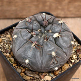 D3919 GYMNOCALYCIUM BERCHTII pot8-H5-W7 cm MaMa Cactus Green Plant