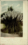 California pampas grass 1907 SIGNI ERICKSON Dana CA to Glenburn CA postcard Pampas Grass