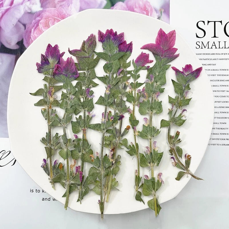 Pressed dried clary sage flowers with stems and green leaves, purple-pink blooms