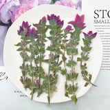 12PCS Real Pressed Dry Clary Sage flower with leaves stem for art Craft FHT25 Dried Flower