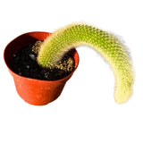 4" Monkey Tail Cactus | Hildewintera Colademononis Flowering Plants