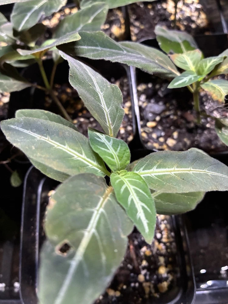 TWO Ruellia Makoyana - Trailing Velvet Plant 3.5" Pot Orchids
