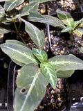TWO Ruellia Makoyana - Trailing Velvet Plant 3.5" Pot Orchids