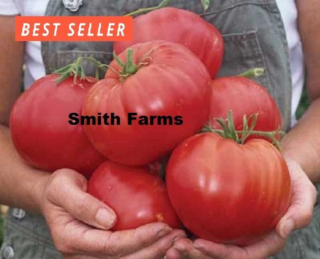 50+ Seeds Mexico Tomato Vegetable Garden Planting Tomatoes Garden Plants