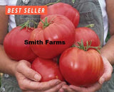 50+ Seeds Mexico Tomato Vegetable Garden Planting Tomatoes Garden Plants