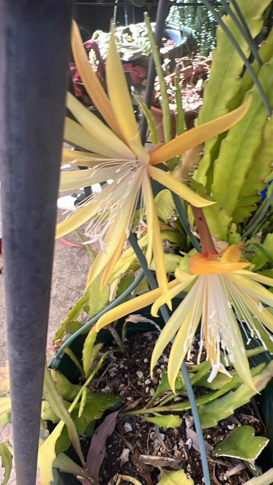 One Orchid Cactus Epiphyllum Golden Charm Gold Yellow Flower Unrooted Cutting Orchids