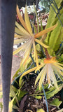 One Orchid Cactus Epiphyllum Golden Charm Gold Yellow Flower Unrooted Cutting Orchids