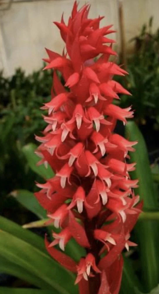 Red orchid flower spike with pointed white tips
