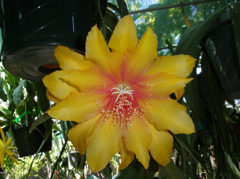 Yellow and pink star-shaped orchid bloom on cutting plant