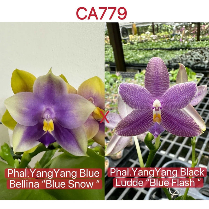 Two orchid flowers, light yellow and purple bloom with white-edged petals