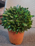VINTAGE French Country Artificial FAUX BOXWOOD? TOPIARY RESIN POT Plant SIGNED Green Plant