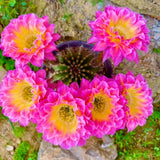 Cactus Succulent Plant Echinopsis Firefly Home Garden Flowering Plants 5-6cm Flowering Plants