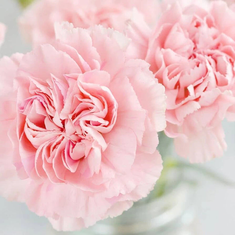 La France Carnation Seeds | Heirloom / Non-GMO | Free Shipping | 1252 Flowering Plants