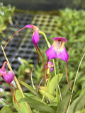 Masdevallia cyclotega - Select Orchid Species - Super Magenta Flowers Orchids