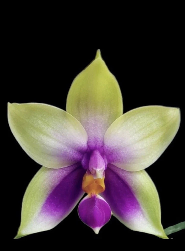 Phalaenopsis bellina var. coerulea - Seedling Orchids