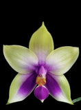 Phalaenopsis bellina var. coerulea - Seedling Orchids