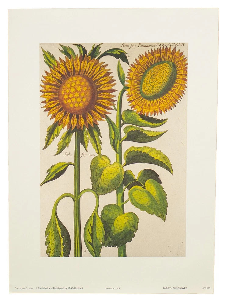 Golden sunflower vintage lithograph, famous Johann Theodor De Bry design - 1605 Sunflower